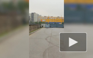 Лось, гуляющий по Обухово, умер после возвращения в лес