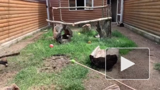 В Ленинградском зоопарке показали, как проходит тренинг абиссинских рогатых воронов
