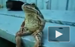 Топ-10 самых смешных видео про животных