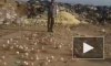 Видео: в Грузии на свалке из "испорченных" яиц вылупились сотни цыплят