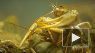 Петербургские учёные выяснили как появляются "зомби-феминистки" среди раков