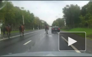 В Петербурге три лошади сбежали со съемок «Трех мушкетеров», видео попало в интернет