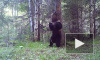 Уральский медведь "станцевал" у дерева и попал в видеоловушку