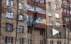 Видео: На Ленинском спасатели высвободили чайку из плена дерева 