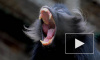 В Крыму обезьяна загрызла младенца на глазах у родителей