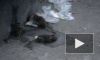 Крысиные полчища на Петроградке
