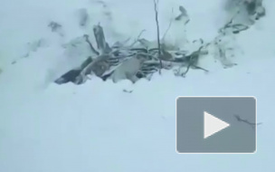 Ан-148: На месте падения найдены 1400 фрагментов тел и более 500 обломков самолета