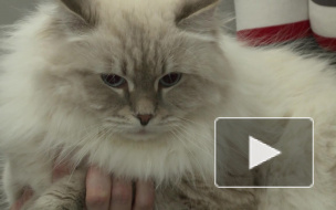 В ТРК "Питерлэнд" на всемирной выставке представили редкие и необычные породы кошек