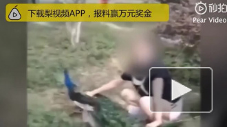 Китаянка затерроризировала павлина ради удачного кадра