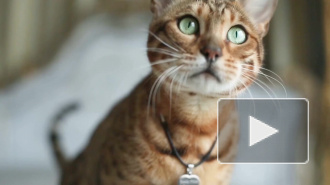 В Минприроды появится подразделение по вопросам приютов для животных