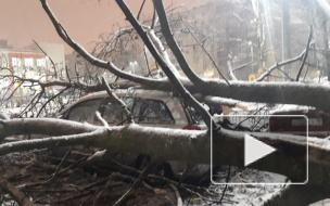 Во Фрунзенском районе дерево упало на припаркованную машину