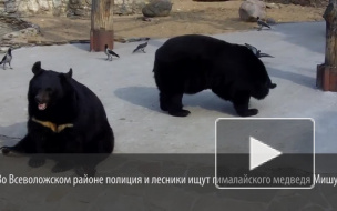 Из питомника под Петербургом сбежал медведь-язвенник: откликается на "Мишу"