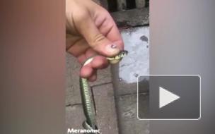 В машине петербуржца поселился уж