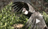 Хищные птицы ленинградского зоопарка отказались от свободы