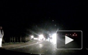 Ночью на дороге из Гарболово сбили лосенка