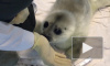 Маленькая нерпа Ксюша стала первым в году пациентом петербургского Центра морских млекопитающих