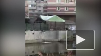 Смоленка окрасилась в "мазутные" пятна от Наличного моста до Кораблестроителей