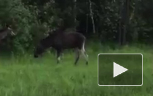 Видео: лоси устроили развратные игры у обочины Московского шоссе