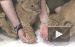 Маленьких львят в Ленинградском зоопарке назвали Исаакием, Леро и Нишати