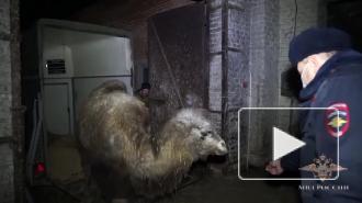 Ростовские полицейские нашли украденного из заказника верблюжонка