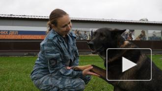 Пес Волк Меркурий помогает петербургской полиции раскрывать преступления