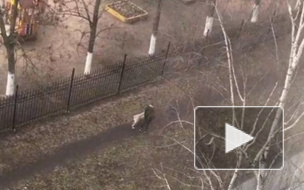 Петербурженка перепутала гуляющего алабая со львицей