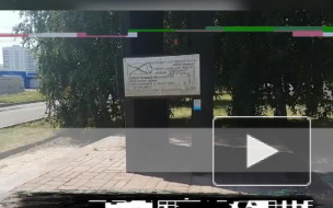 Видео. Власти спилили деревья, высаженные в память о погибших на подводной лодке "Курск"