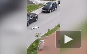 Нетрезвые петербуржцы напугали жителей Мурино