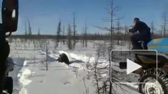 Жуткое видео жестокого убийства медведя в Якутии опубликовали в сети (18+)