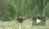 Видео: во Всеволожском районе засняли семейство лосей 