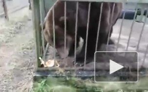Тёплый январь вывел из спячки медведя Потапку в "Велесе"
