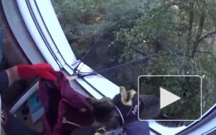 В Петербурге спасли кота, застрявшего на березе