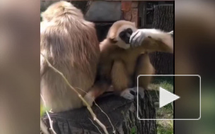 Ленинградский зоопарк показал один день из жизни своих питомцев