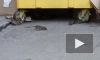 Улицу Марата в Петербурге атаковали крысы – видео