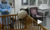 Маленькая панда пытается сбежать