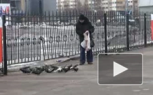 Любовь и голуби