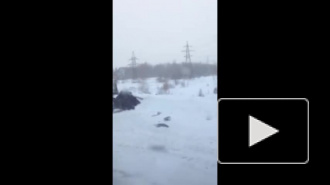 Ниву разорвало на две части в ДТП в Кемеровской области(ВИДЕО)