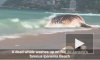 Видео из Бразилии: На оживленный пляж Рио-де-Жанейро выбросило огромного кита
