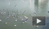 Смешное видео: чайки-серфингисты покорили волны Черного моря