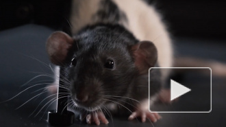 В Японии смогли оживить мозг