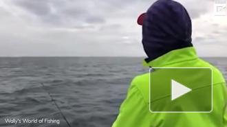 Надоедливый тюлень похитил улов у неопытного рыбака