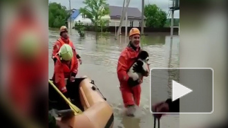 Трогательное видео из Ставрополья: Спасение собаки в затопленном селе попало на видео