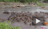 Появилось видео схватки крокодила со стадом бегемотов в Южной Африке