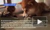 Умиленные ветеринары отказались пускать в Петербург мимимишного щенка сиба-ину