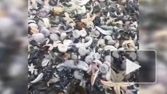 На Камчатке тысячи морских животных выбросились на берег