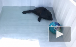 Жителей Петербурга порадовали видео, на котором нерпа играет с мячом