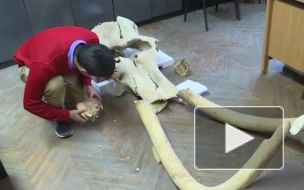 Магаданские ученые показали останки самого молодого мамонта с Чукотки