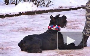 Собаки-таможенники и их двуногие однополчане покорили петербуржцев