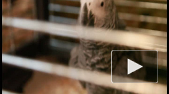 Злой попугай против собаки