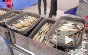 Петербуржцы метали икру и спасали популяцию лосося в "Ленэкспо"